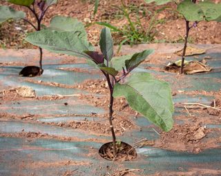 recently planted eggplants in the ground with a ground mat and mulch
