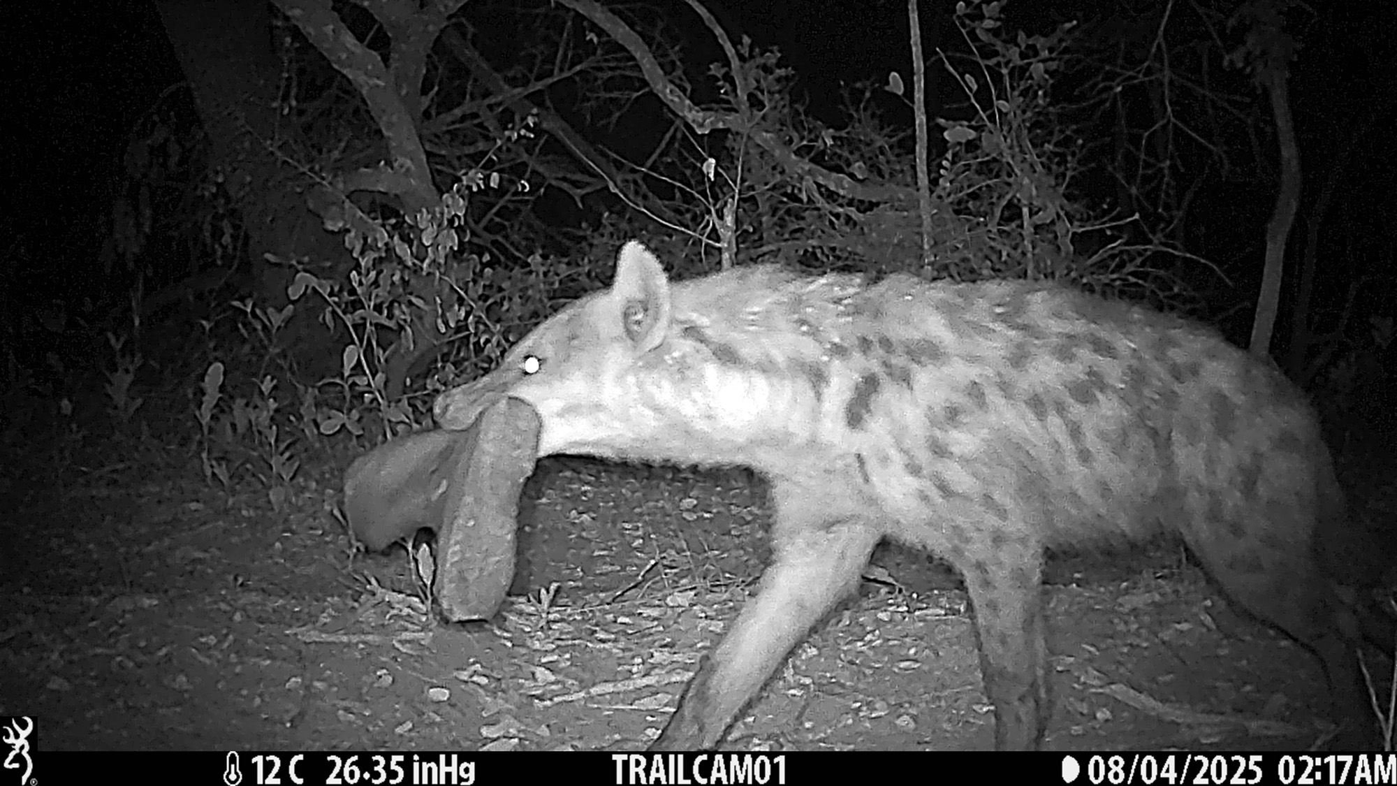 Panthera camera trap footage of hyena