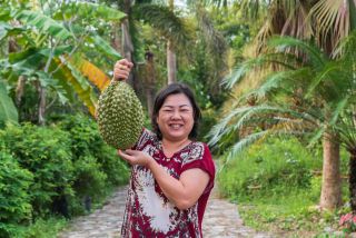 Asian woman farmer holding Durian is a king of fruit in Thailand and asia fruit have a spikes shell and sweet can buy at Thai street food and fruit market at agriculture farm