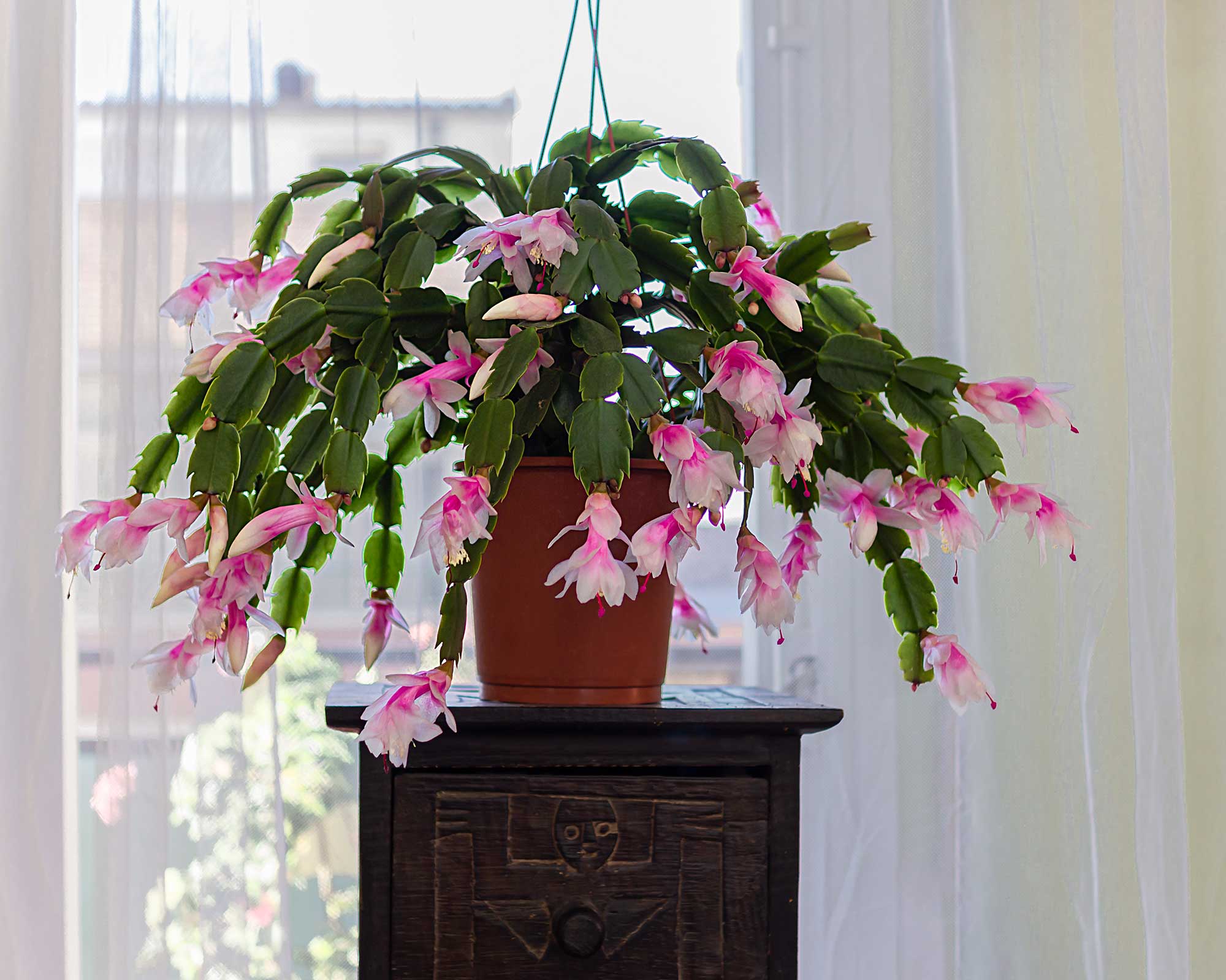 Christmas cactus problems: 5 common issues | Gardeningetc