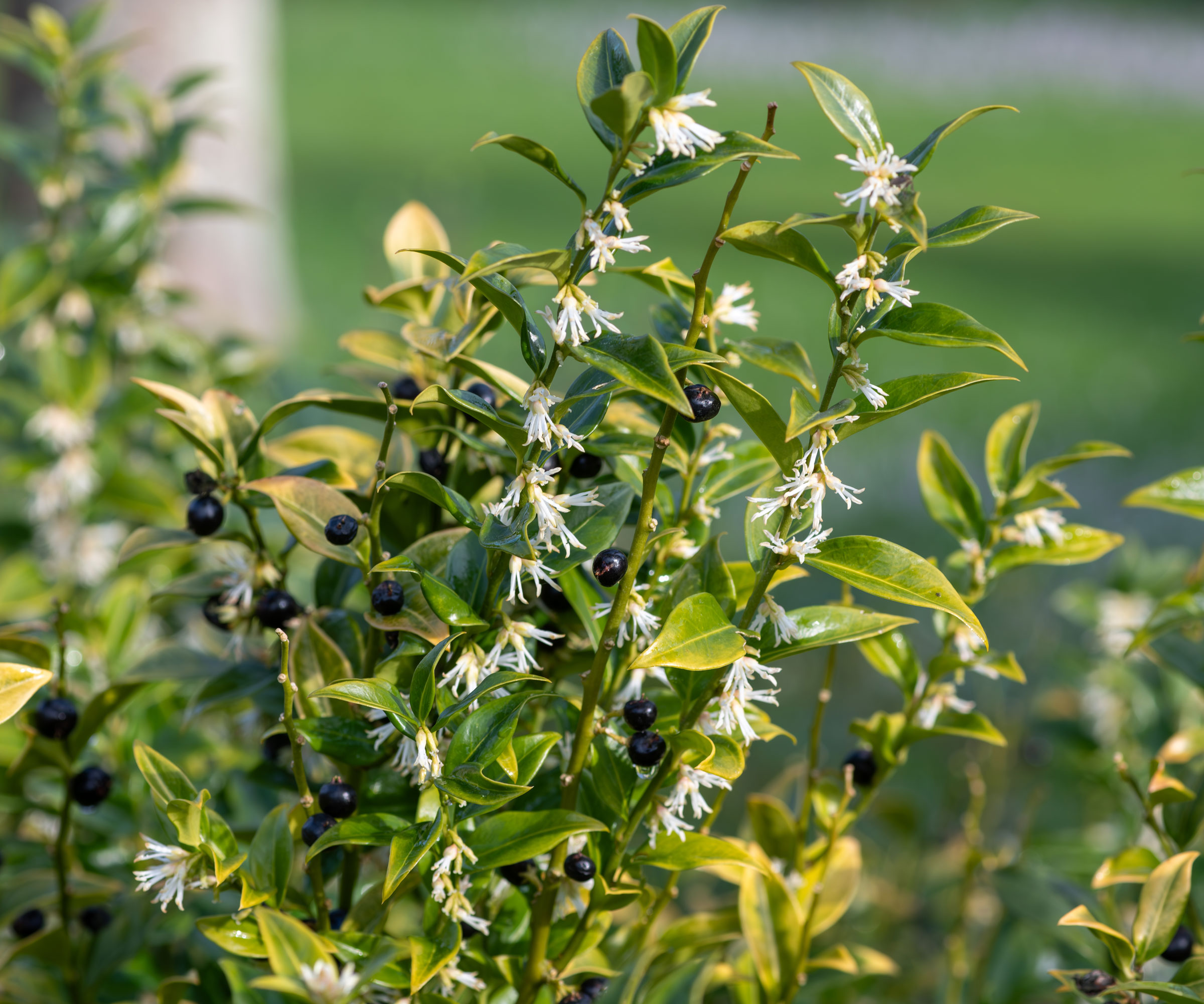 sweet box with white flowers and dark berries