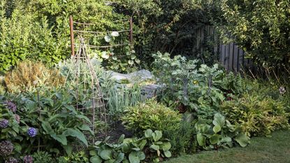 A dense vegetable garden