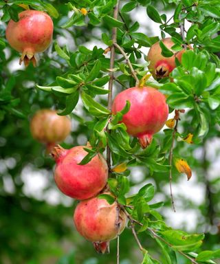 Pomegranate fruit on tree