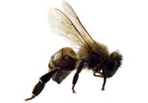 killer-bee.jpg