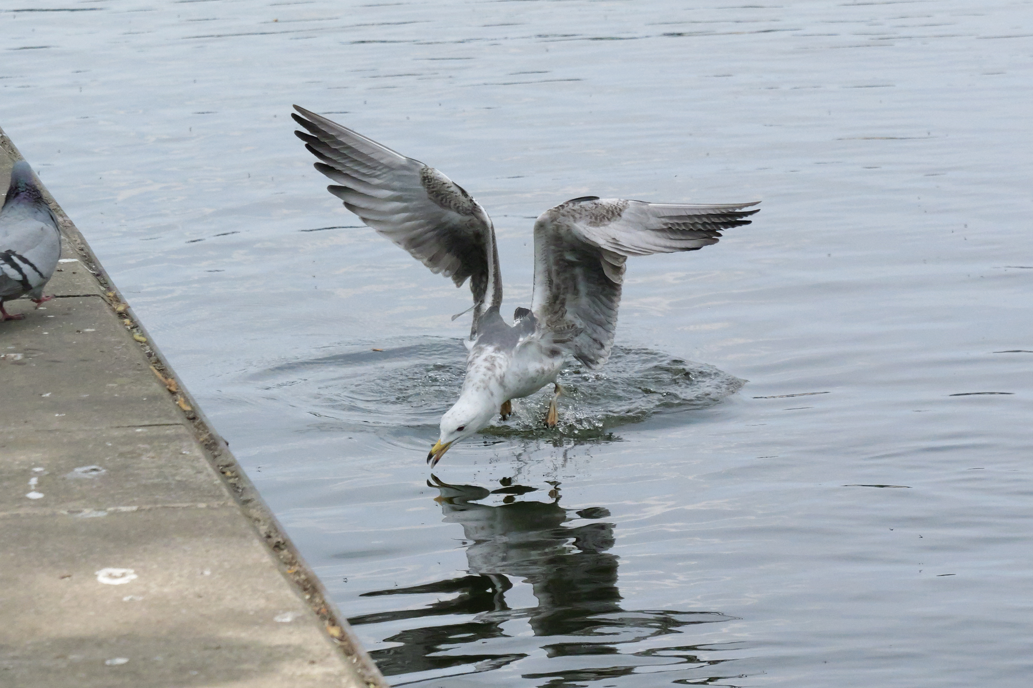 A photo taken on a Panasonic Lumix GH7 Micro Four Thirds camera