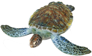 Turtle Google Search 3D model