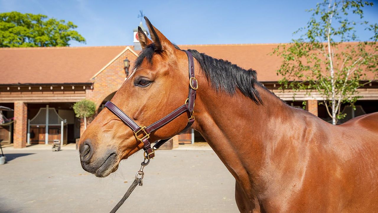 Glaze &amp; Gordon deluxe leather headcollar review