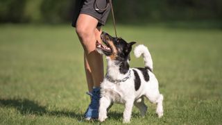 Dog practicing the 'heel' command with owner