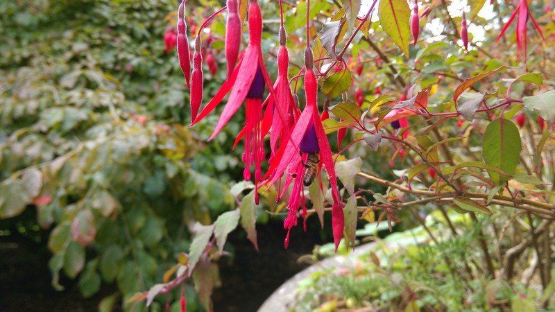 HTC Butterfly 2 camera sample