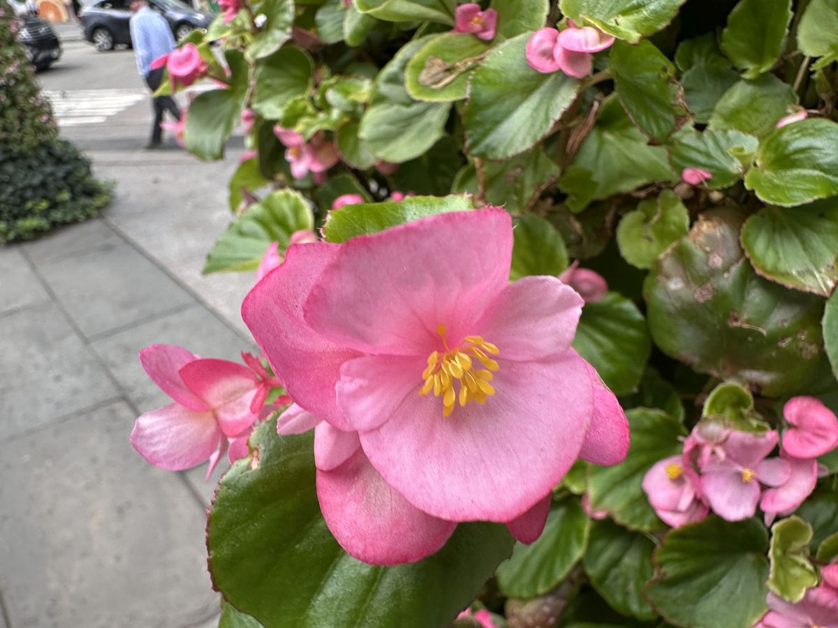 Apple iPhone 14 Pro Max Macro Sample.