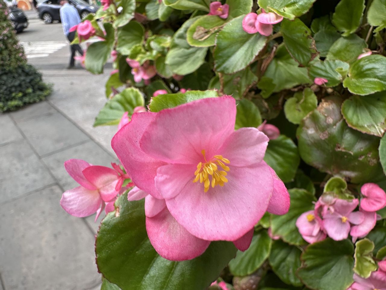 Apple iPhone 14 Pro Max Macro Sample.