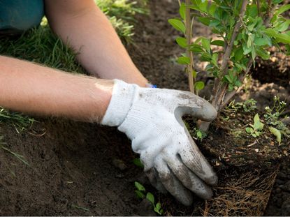 Gardener With Gloves Planting A Plant In The Ground