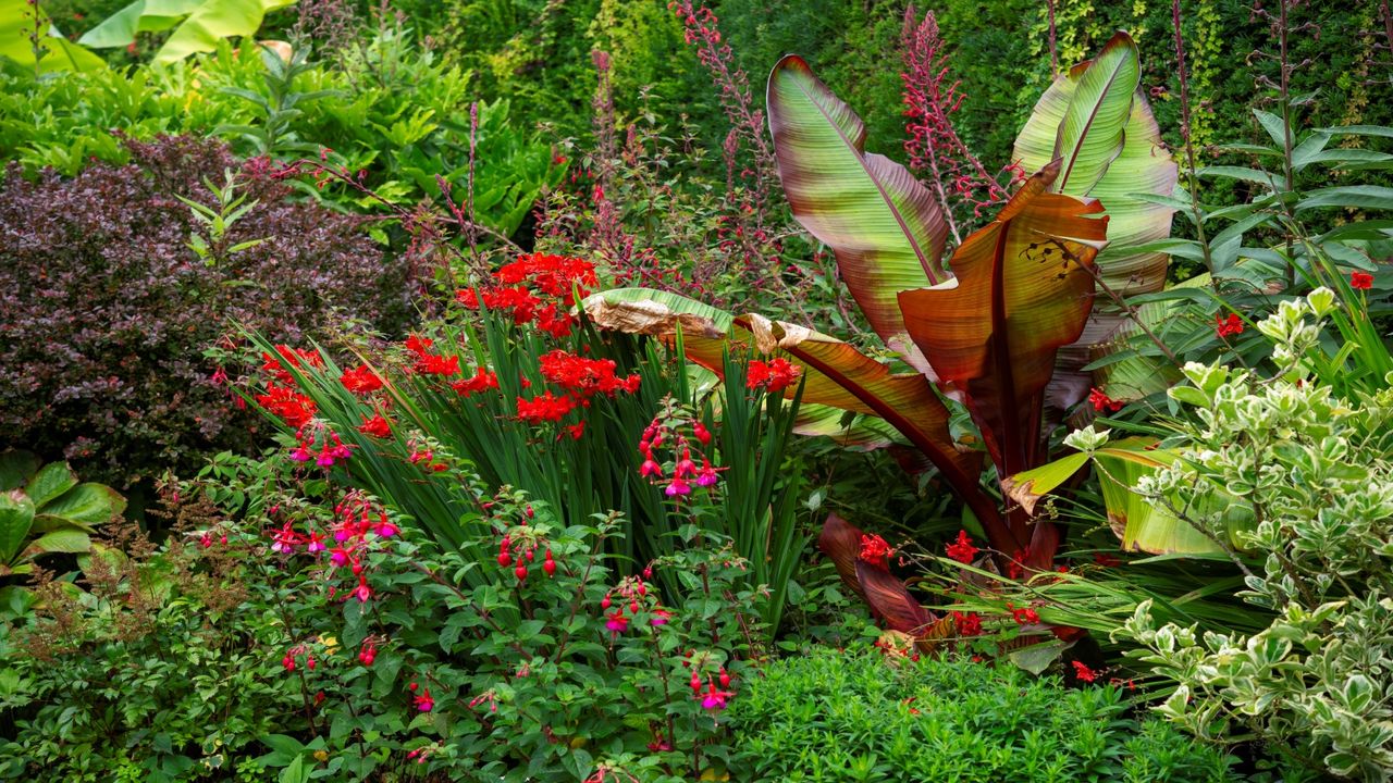 Tender Ensete banana and other tender plants in a border