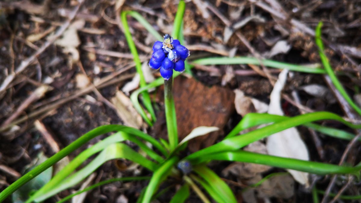 The P20 has not only a 'Greenery' mode but 'Flowers' too. As you can see, it ventures into the hyper-real with oversaturated colours and extreme bokeh, but there's no doubting it looks great.