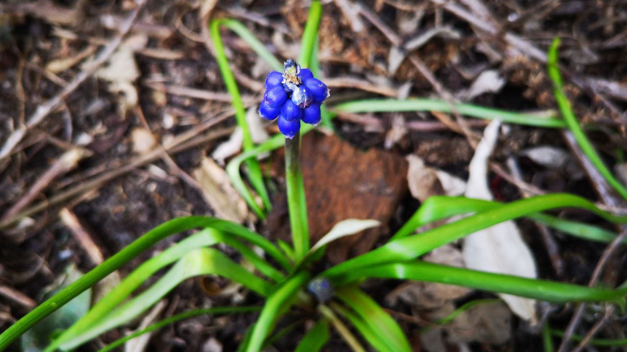 The P20 has not only a 'Greenery' mode but 'Flowers' too. As you can see, it ventures into the hyper-real with oversaturated colours and extreme bokeh, but there's no doubting it looks great.