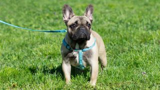 French Bulldog on a leash