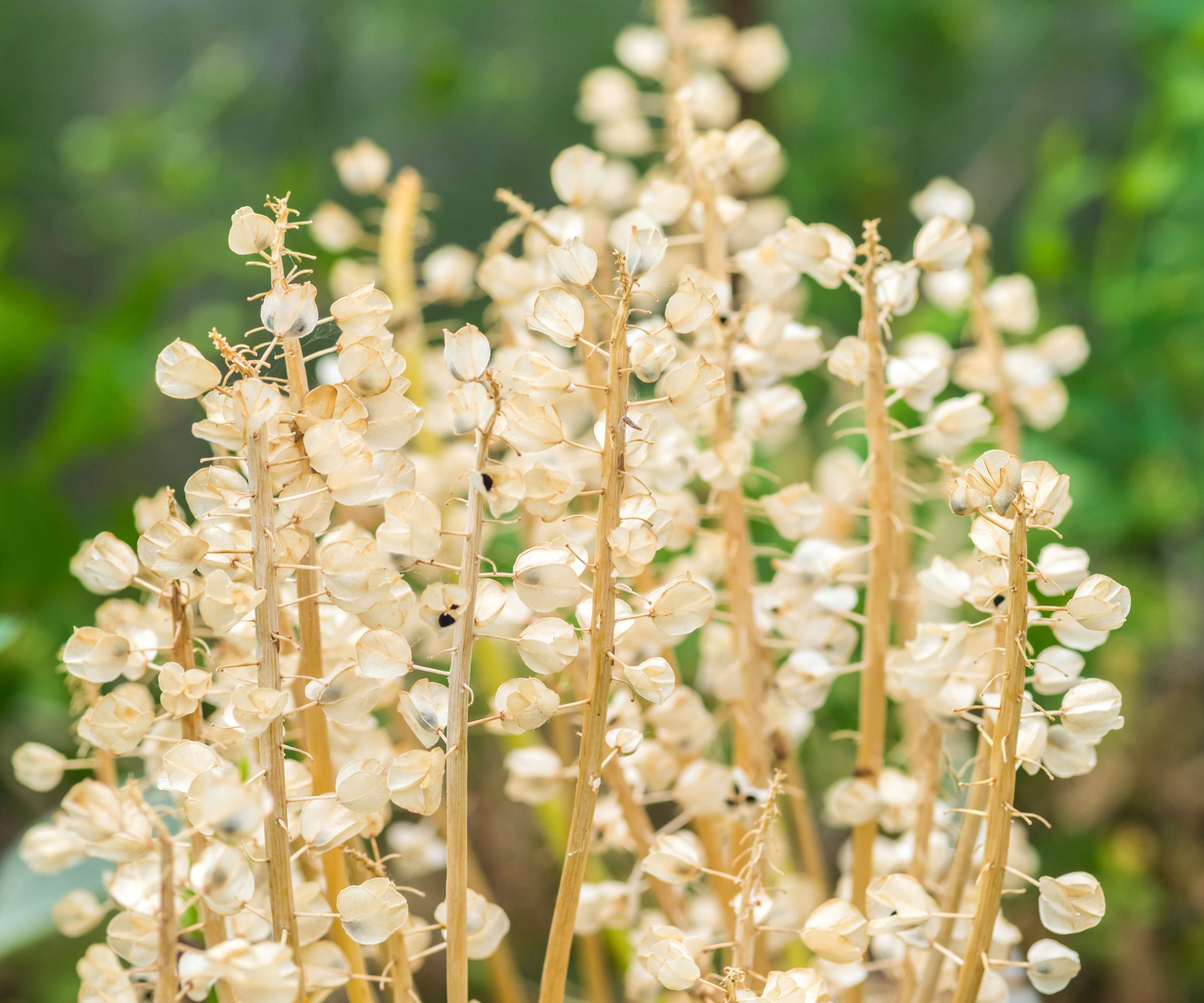 grape hyacinth seed pods drying in garden