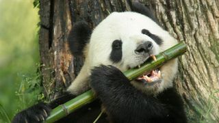 A panda eating bamboo in front of a tree