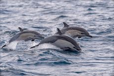 Dolphins swimming in pod