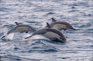 Dolphins swimming in pod