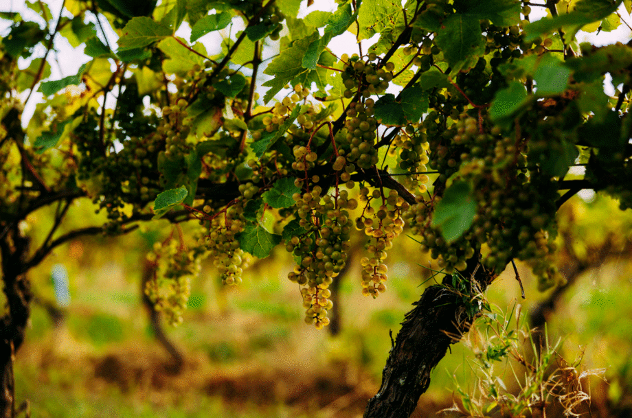 An image of hybrid grapes in a Nova Scotia vineyard.