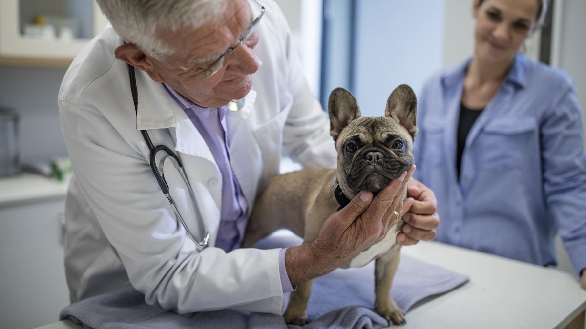 Vet examining French bulldog