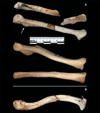 clavicle of Au. sediba, chimpanzee and Homo sapien.