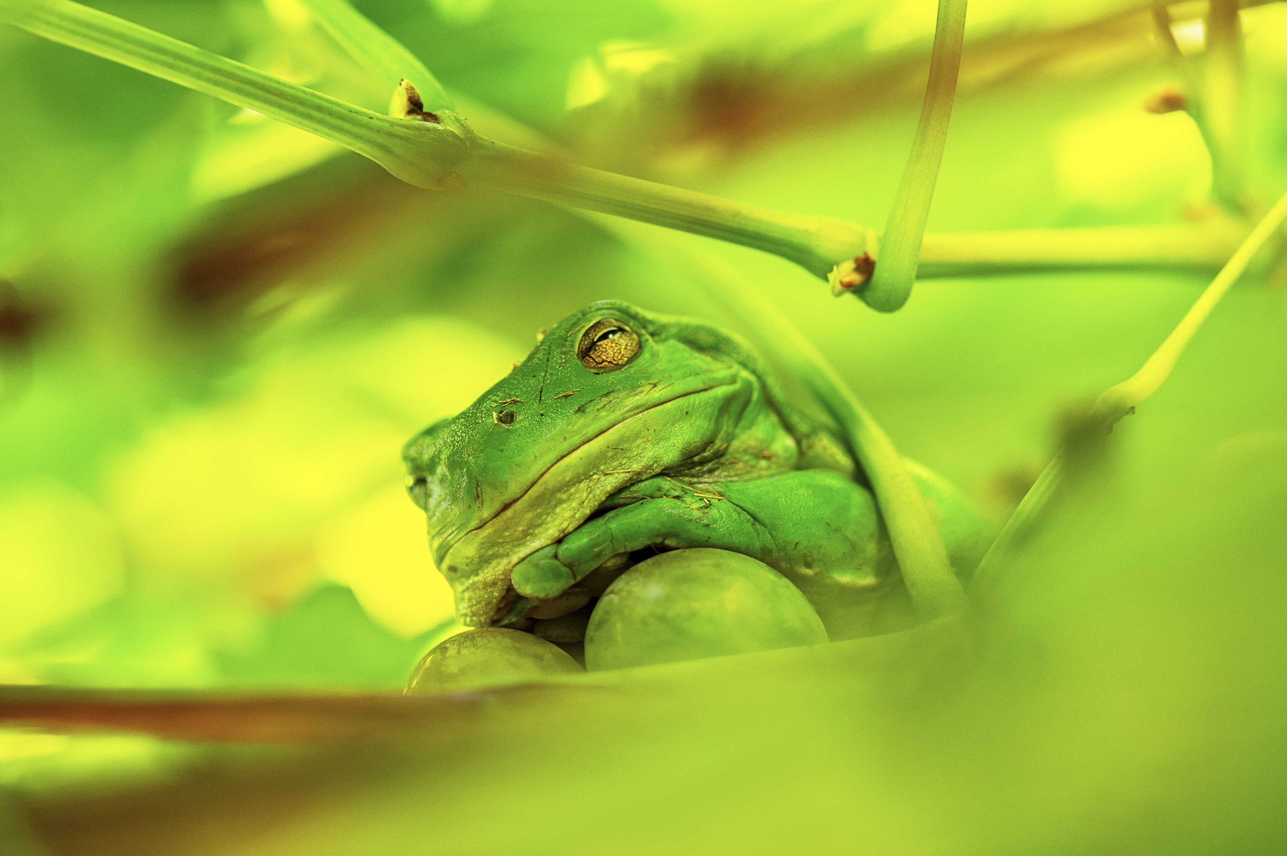 Frog lazing around guarding a grape vine, waiting for a kiss, but I think he's just here for the grapes. This charming amphibian seems to have mistaken the vine for his royal court, lounging among the plump fruit as if he's the monarch of the orchard.
