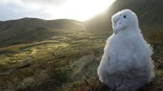 Mice are attacking and eating Tristan albatross chicks on Gough Island in the South Atlantic.