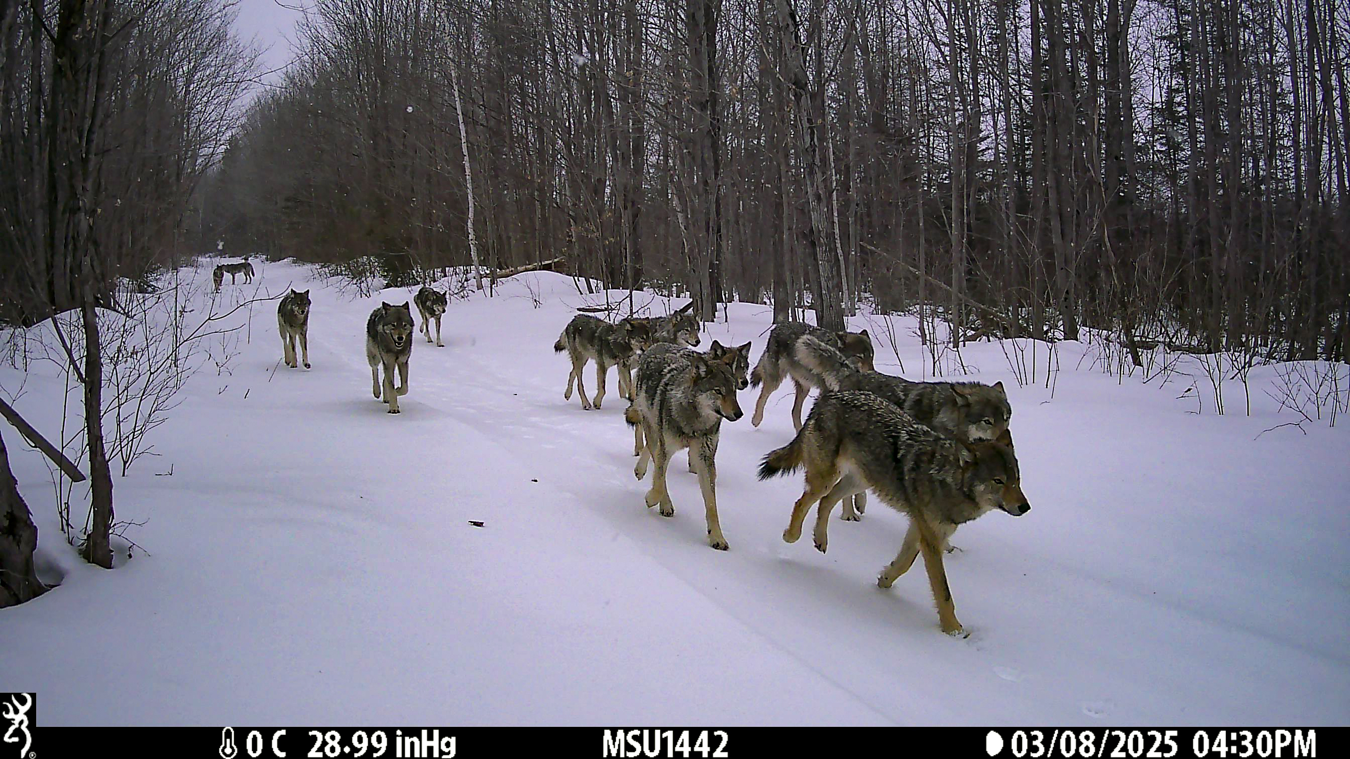 A trail camera photo from the Michigan DNR wolf survey