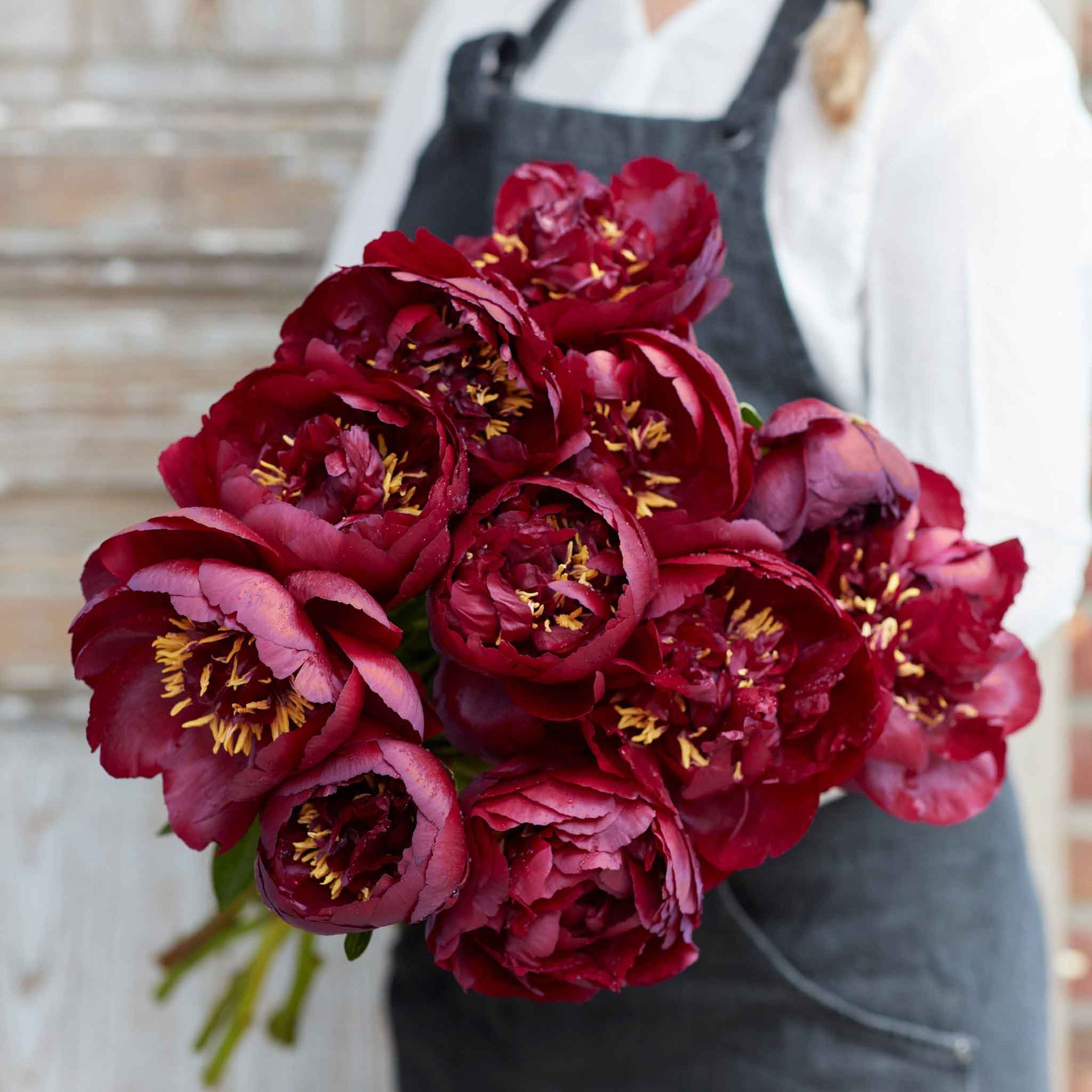 Peony Roots - Buckeye Belle