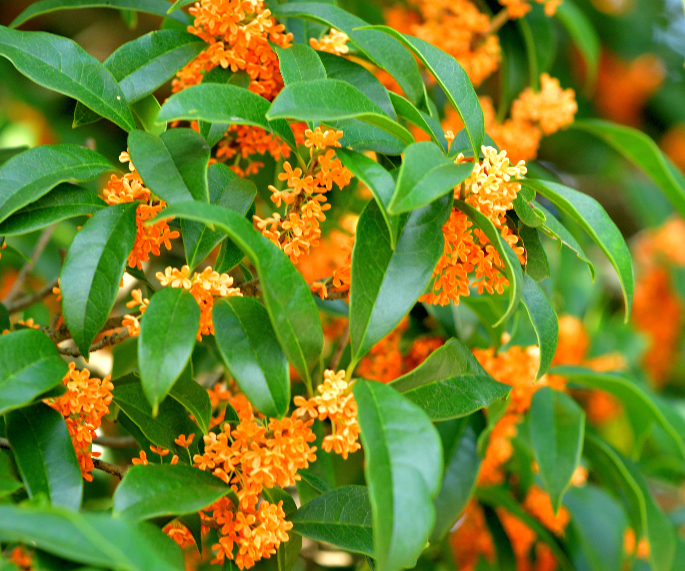 fragrant tea olive plant showing bright green leaves and orange flowers