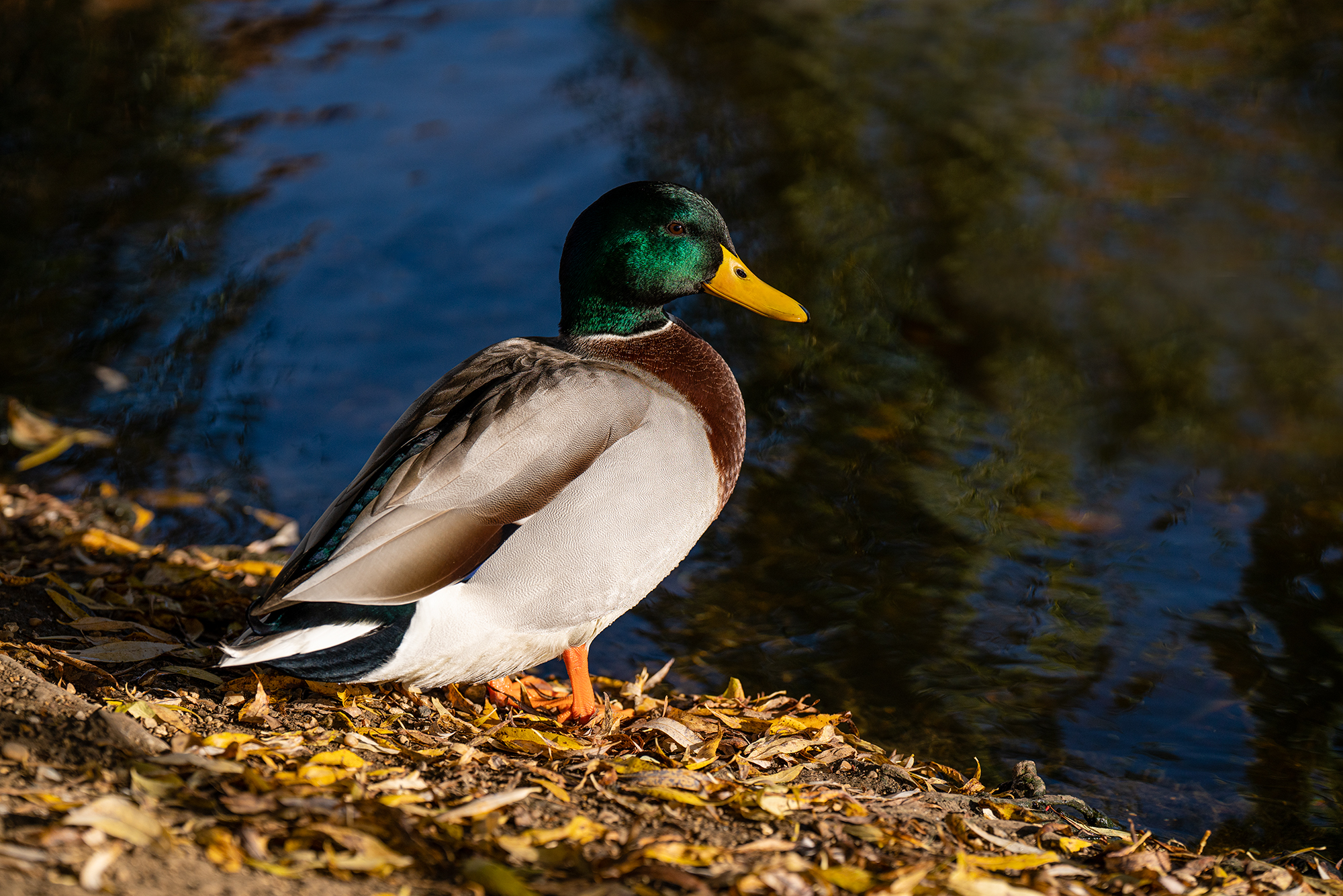 A duck next to a lake