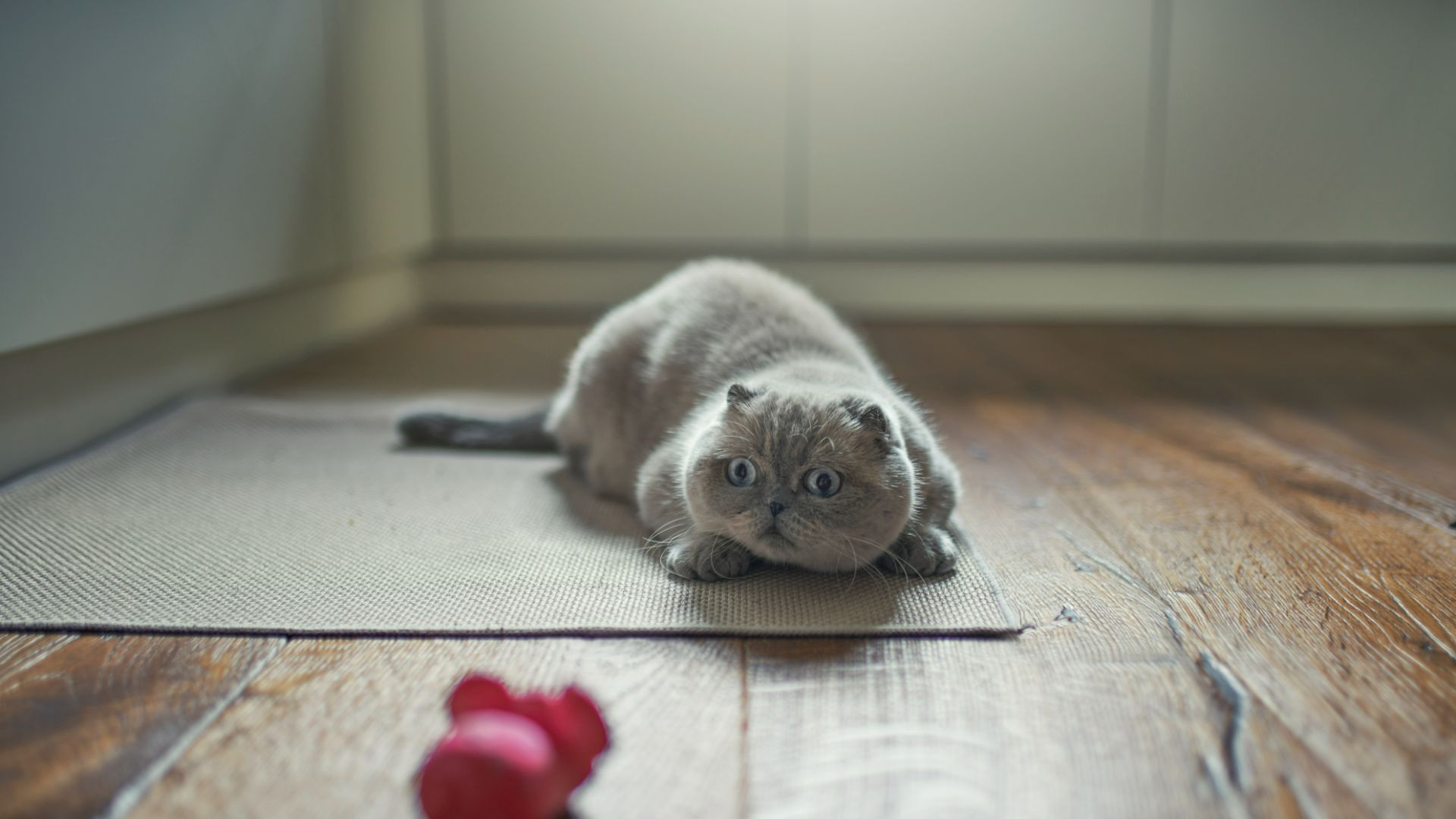 Scottish fold cat playing with toy
