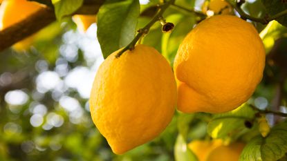 Ripe lemons on a lemon tree