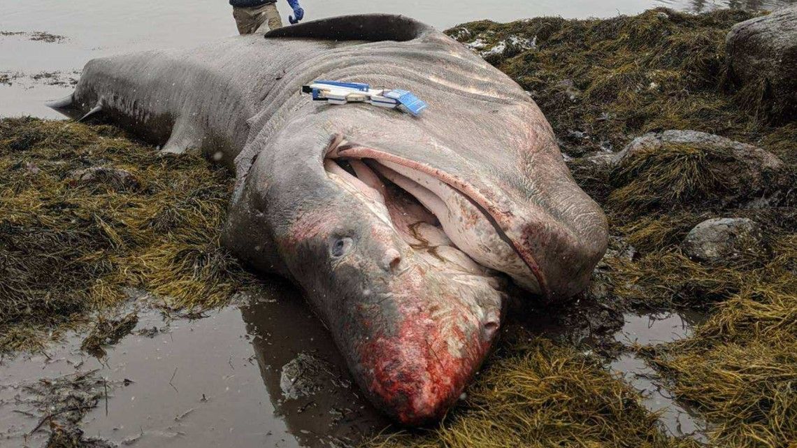 The dead basking shark was more than 26 feet long.