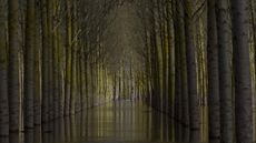 Poplar trees submerged after a flood in Chinon, France 