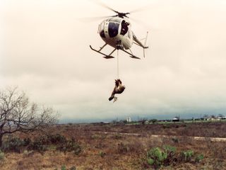Will Vogt, These Americans, deer carcass strung from helicopter
