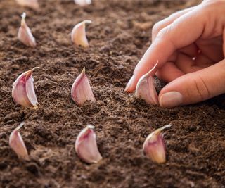 Woman's hand planting garlic cloves in soil