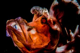 John Parker got a Highly Commended award in the Macro category for this backlit shot of a Paddle-flap Rhinopias, a type of scorpionfish.