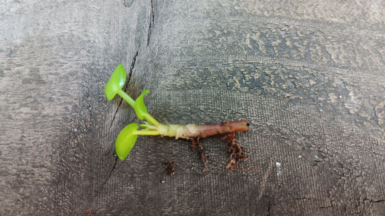 Chinese money plant cutting showing root system