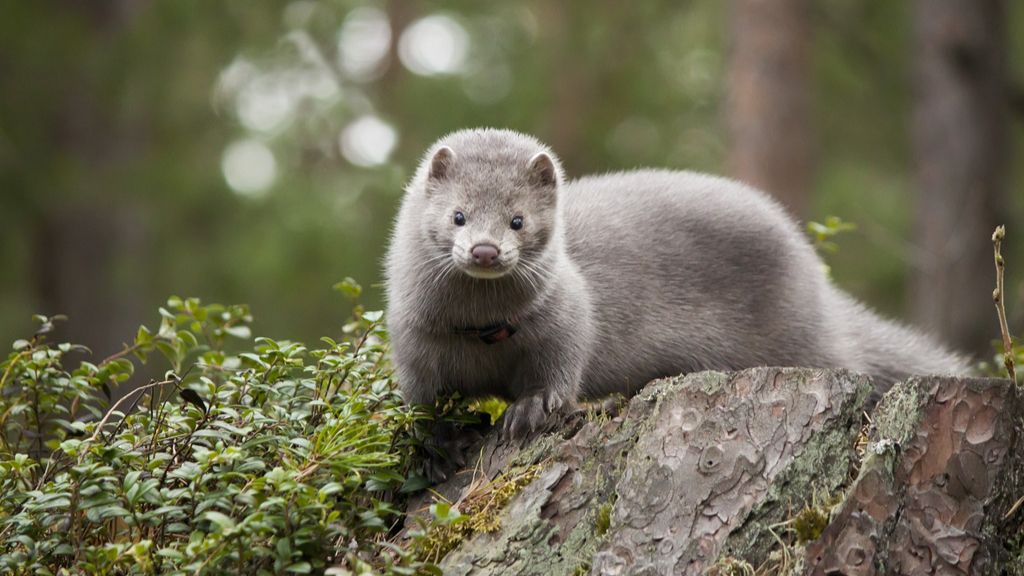 Mink sitting on a rock in the forest