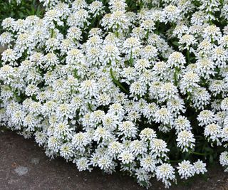 candytuft ground cover plants with white flowers