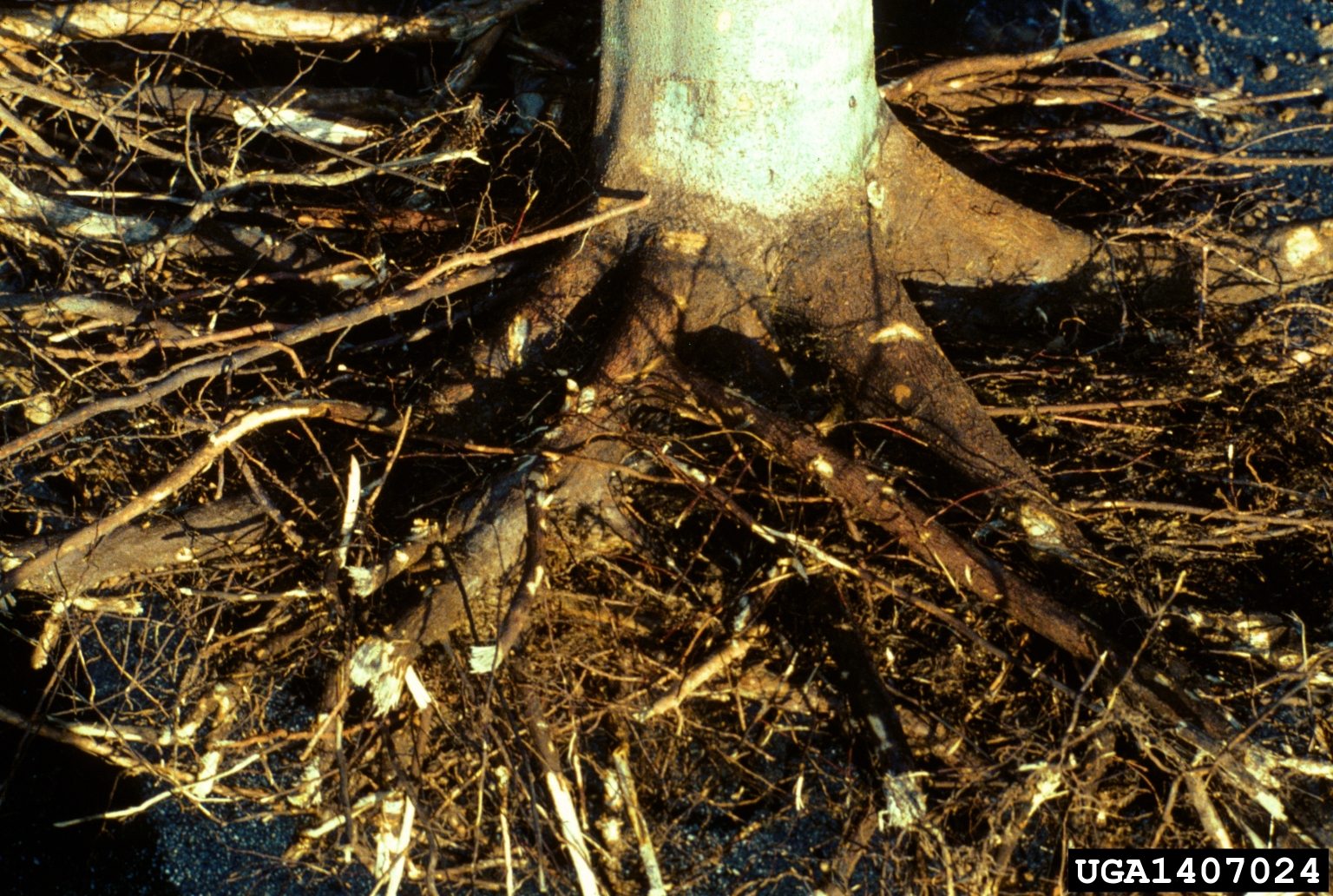 Explanation Of Plant Root Zones - Watering The Root Zone In Plants