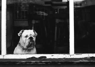 Best of 2021 Picfair image bulldog in window