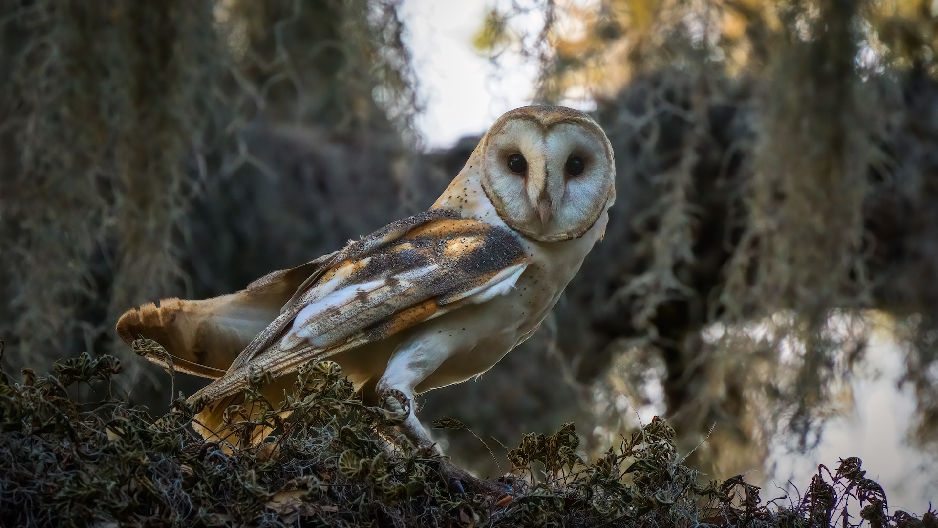 a barn owl stands on a mossy branch
