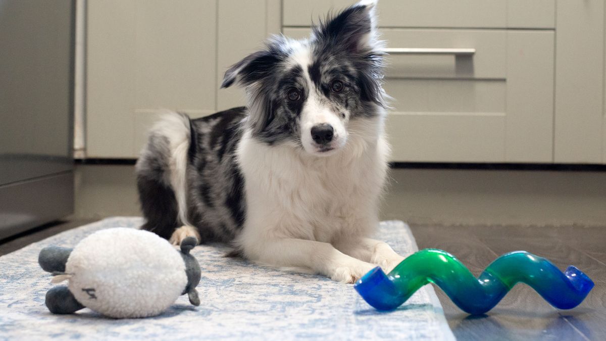 Dog laying down with toys