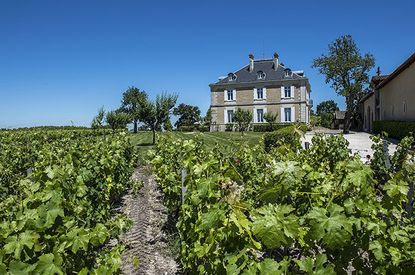 Haut-Bailly-sunshine.jpg
