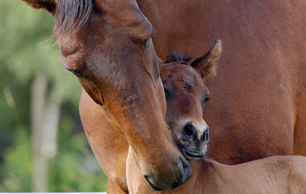 Motherhood