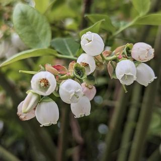 Blueberry Vaccinium Corymbosum 'Northland'